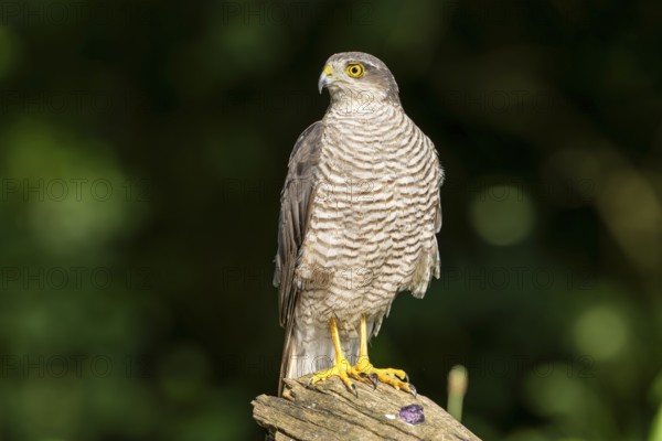 Sparrowhawk (Accipter nisus), bird, on tree trunk, Kiskunsag National Park, Hungary