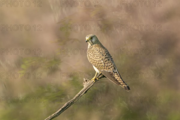 Kestrel (Falco tinnunculus) sitting on branch, Kiskunsag, Hungary