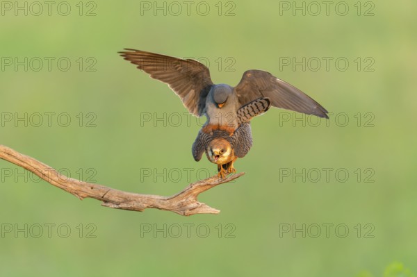 Red-footed falcon (Falco vespertinus) copulation on branch, Kiskunsag National Park, Hungary