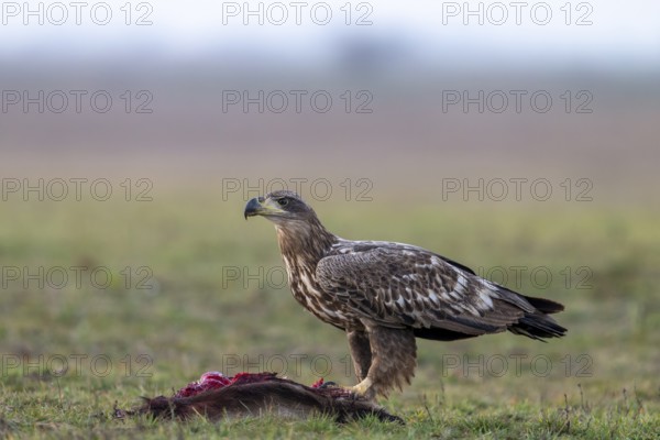 White-tailed eagle (Haliaeetus albicilla), bird, sideways, on prey, in the meadow, Kiskunsag National Park, Hungary