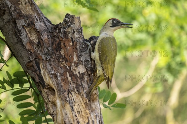 Greeting woodpecker (Picus viridis), female, sideways, on tree trunk, Kiskunsag National Park, Hungary