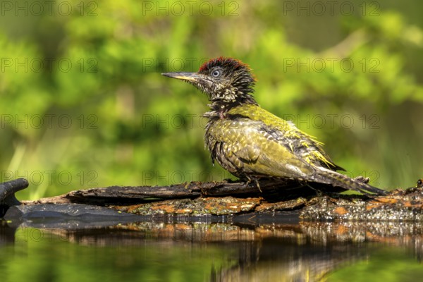 Greeting woodpecker (Picus viridis), bird, juvenile, sideways, on tree trunk, after the bath, Kiskunsag National Park, Hungary