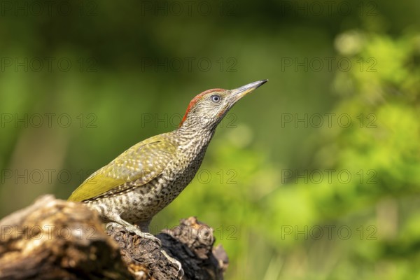 Greeting woodpecker (Picus viridis), bird, juvenile, sideways, on tree trunk, Kiskunsag National Park, Hungary