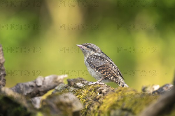 Wendneck (Jynx torquilla), bird, juvenile, sideways on tree trunk, Ormoz, Slovenia