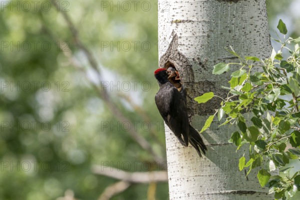 Black woodpecker (Dryocopus martius), male on a tree in front of nesting cave feeding young birds, Tiszaalpar, Hungary