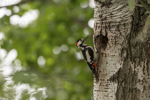 Blood woodpecker (Dendrocopos syriacus), bird, on tree trunk in front of brood cave, Tiszaalpar, Hungary