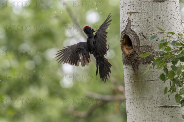 Black woodpecker (Dryocopus martius), male approaching a tree to the brood cave, Tiszaalpar, Hungary