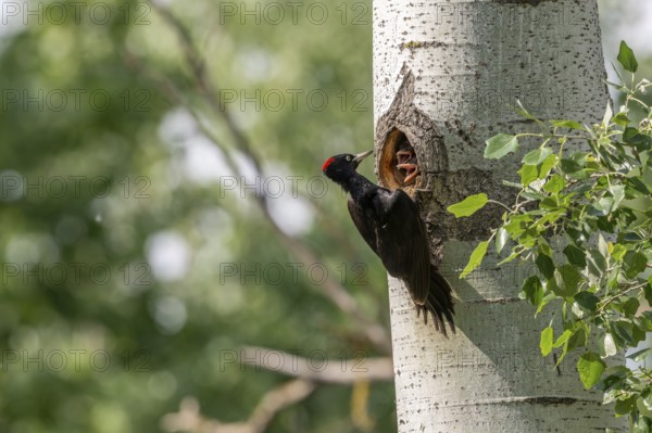 Black woodpecker (Dryocopus martius), female on a tree in front of nesting cave feeding young birds, Tiszaalpar, Hungary