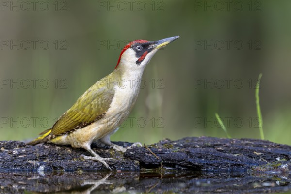 Greeting woodpecker (Picus viridis), bird, male, sideways, on tree trunk, Kiskunsag National Park, Hungary