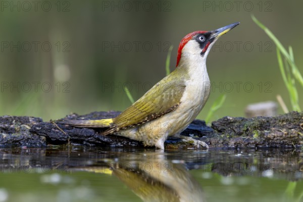 Greeting woodpecker (Picus viridis), bird, female, sideways, on tree trunk, near water, Kiskunsag National Park, Hungary