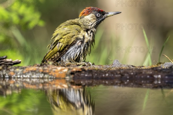 Greeting woodpecker (Picus viridis), bird, juvenile, sideways, on tree trunk, waterside, reflection, Kiskunsag National Park, Hungary