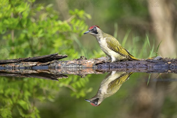 Greeting woodpecker (Picus viridis), bird, female, sideways, on tree trunk, waterside, reflection, Kiskunsag National Park, Hungary