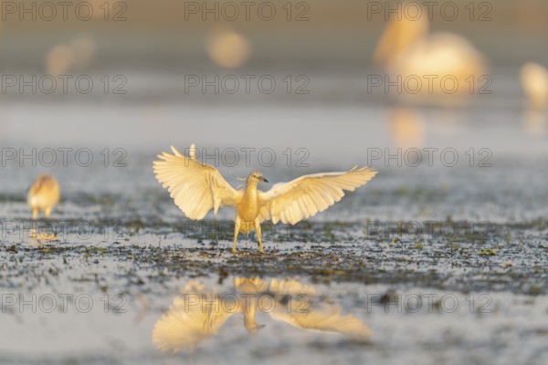 Egret (Ardeola ralloides), bird, in morning light, Danube Delta, Romania