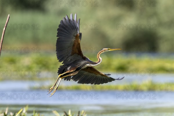 Purple heron (Ardea purpurea), bird, flying, Kiskunsag National Park, Hungary