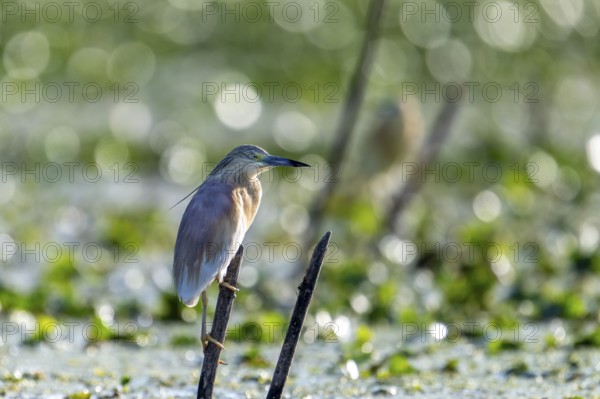 Green heron (Ardeola ralloides), bird, on reeds, back light, Danube Delta, Romania