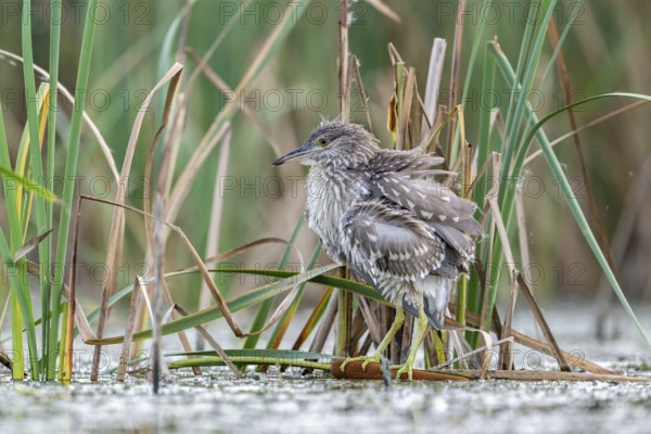 Night heron (Nycticorax nytricorax), juvenile, bird, in reeds, Kiskunsag National Park, Hungary