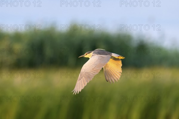 Night heron (Nycticorax nytricorax), bird, flying, Danube Delta Romania