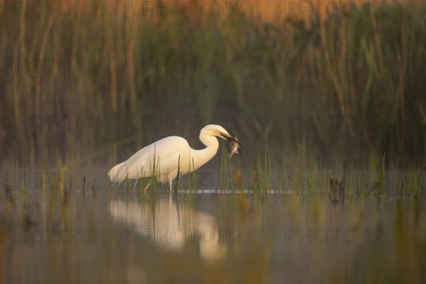 Great egret (Casmerodius albus), bird, in water, fish in beak, morning light, Subotica, Serbia