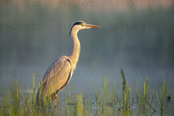 Grey heron (Ardea cinerea), bird, in water, morning light, Subotica, Serbia