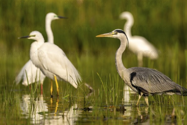 Grey heron (Ardea cinerea), bird, in water, great egret (Asmerodius albus) in the background, Subotica, Serbia