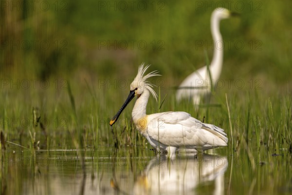Spoonbill (Platalea leucorodia), bird, in water, Subotica, Serbia