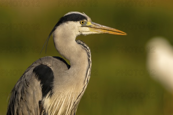 Grey heron (Ardea cinerea), bird, portrait, morning light, Subotica, Serbia
