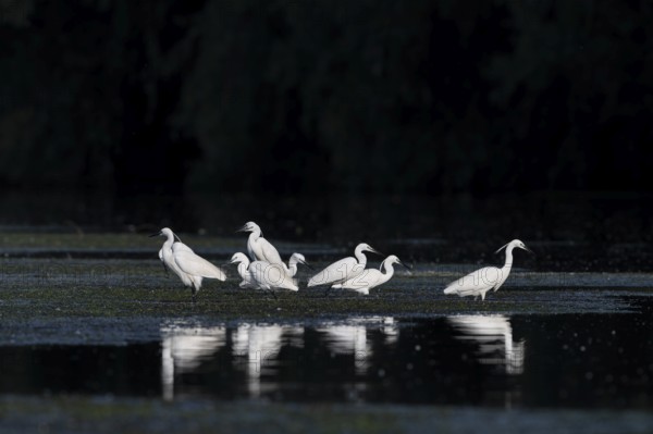 Little egrets (Egretta egretta), birds, in the Easser, Danube Delta, Romania