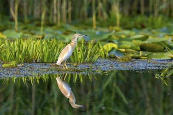 Egret (Ardeola ralloides), bird, near water, with reflection, Danube Delta, Romania