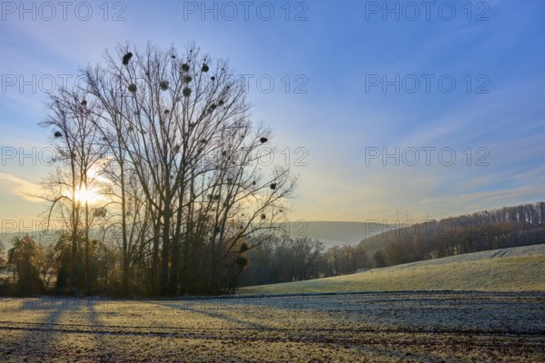 A frosty morning with sunbeams coming out from behind a group of trees, Seckmauern, Lützelbach, Odenwald, Hesse, Germany