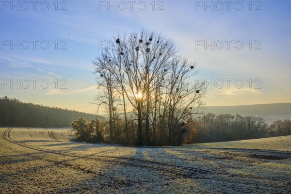 Trees stand in front of a winter sunrise on a frosty field, Seckmauern, Lützelbach, Odenwald, Hesse, Germany