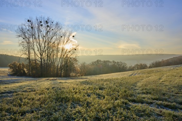 A sunny morning in a frozen field with a row of trees in the background, Seckmauern, Lützelbach, Odenwald, Hesse, Germany
