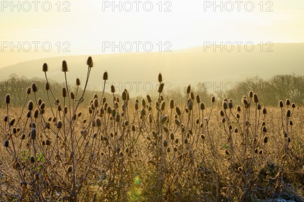 Thistle in the light of sunrise. Her silhouettes rise in front of an illuminated landscape, Seckmauern, Lützelbach, Odenwald, Hesse, Germany