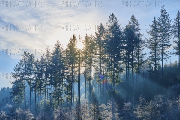 Sky sun shines through tall trees, bathes the winter landscape in soft rays and cool colors, Ohrnbachtal, Weilbach, Odenwald, Bavaria, Germany
