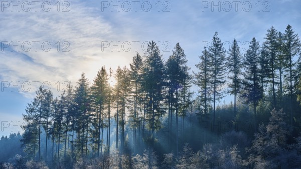 Sun rays penetrate tall conifers in a clear sky, creating a peaceful forest atmosphere, Ohrnbachtal, Weilbach, Odenwald, Bavaria, Germany