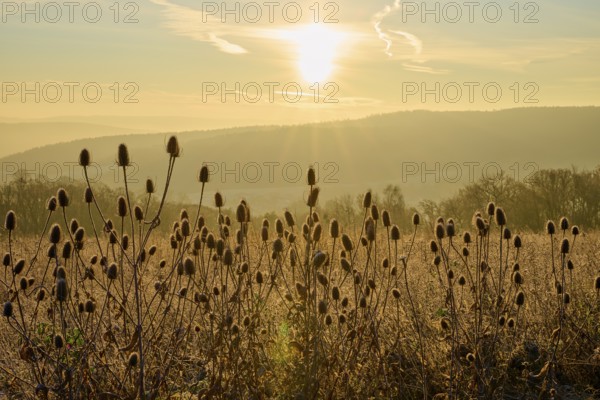 Distel bush at sunrise glows in light that highlights the silhouettes in bright colors, Seckmauern, Lützelbach, Odenwald, Hesse, Germany
