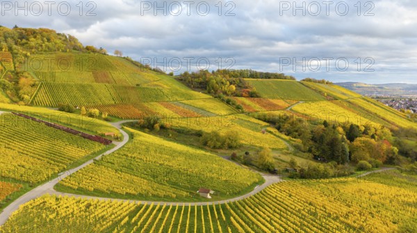 Extensive vineyards in rich shades of green and yellow under a cloudy sky, autumn, near Korb im Remstal, Rems-Murr-Kreis, Baden-Württemberg, Germany