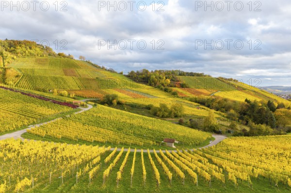 Landscape of vineyards in bright autumn colors under a cloudy sky, near Korb im Remstal, Rems-Murr-Kreis, Baden-Württemberg, Germany