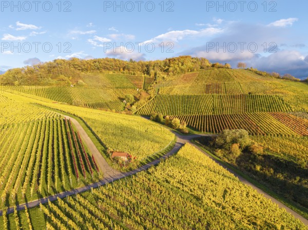 Vineyards on rolling hills in autumn colors, crossed by paths, under a partly cloudy sky, near Korb im Remstal, Rems-Murr-Kreis, Baden-Württemberg, Germany