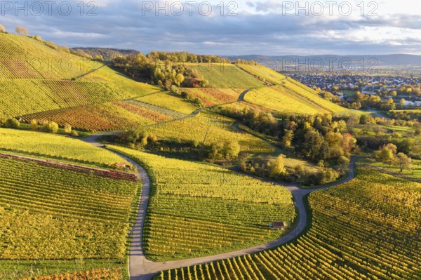 Extensive hilly landscape with vineyards in autumn colors and curved paths under cloudy sky, autumn, near Korb im Remstal, Rems-Murr-Kreis, Baden-Württemberg, Germany
