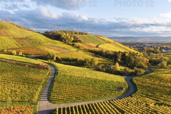 Sun-drenched vineyards in autumnal tones under a partly cloudy sky, autumn, near Korb im Remstal, Rems-Murr-Kreis, Baden-Württemberg, Germany
