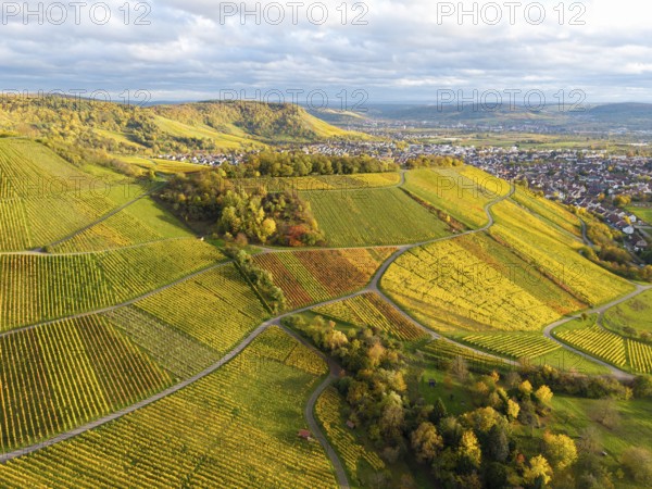 Vineyards in rich shades of green and yellow under a cloudy sky, autumn, near Korb im Remstal, Rems-Murr-Kreis, Baden-Württemberg, Germany