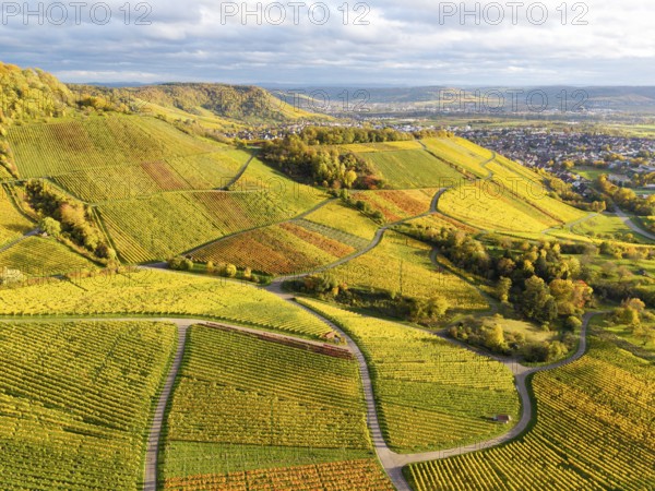 Vineyards in a variation of shades of green and yellow under a cloudy sky, autumn, near Korb im Remstal, Rems-Murr-Kreis, Baden-Württemberg, Germany