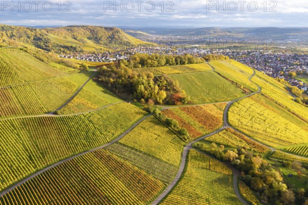 Vineyards with strong green and orange under a dramatic sky, autumn, near Korb im Remstal, Rems-Murr-Kreis, Baden-Württemberg, Germany