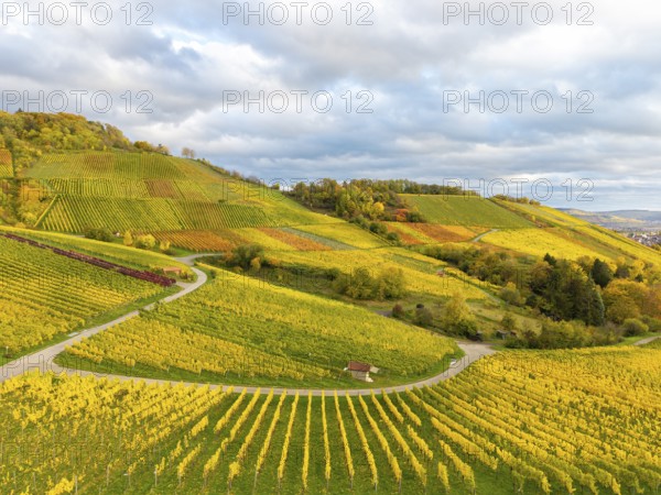 Autumn vineyards under a heavily cloudy sky with golden accents, near Korb im Remstal, Rems-Murr-Kreis, Baden-Württemberg, Germany