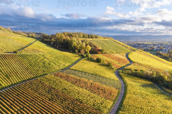 Colourful hilly landscape with extensive vineyards, crossed by paths under a cloudy sky and sunlight, autumn, near Korb im Remstal, Rems-Murr-Kreis, Baden-Württemberg, Germany