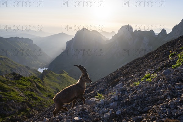 Young ibex (Capra ibex) in front of mountain panorama, morning mood, Alpstein, Appenzell, Switzerland