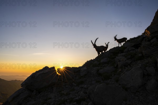 Capricorns (Capra ibex), silhouettes at sunrise, Alpstein, Appenzell, Switzerland