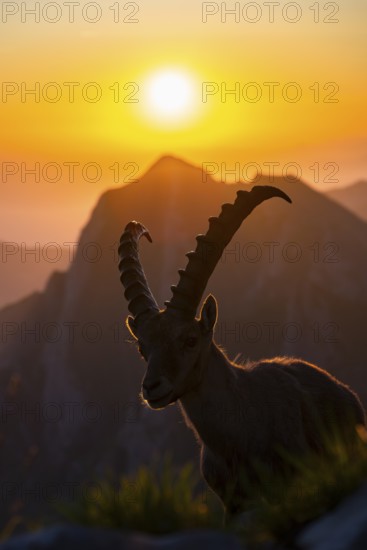 Capricorn (Capra ibex), facing the rising sun, male, Alpstein, Appenzell, Switzerland