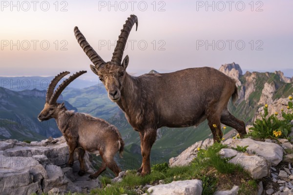 Two ibexes (Capra ibex) in front of mountain panorama, male, Alpstein, Appenzell, Switzerland