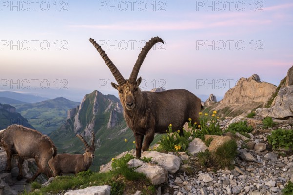 Capricorns (Capra ibex) in front of mountain panorama, male, Alpstein, Appenzell, Switzerland